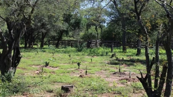 Gran Chaco: convocan a productores agropecuarios a un proyecto de restauración forestal y reforestación