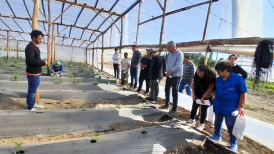 Valle Medio se capacitó en producción de tomate en invernadero