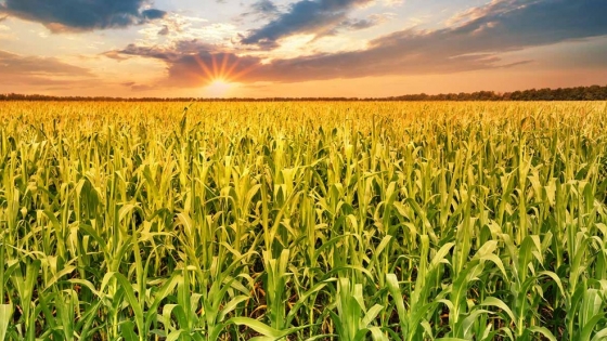 EEUU: Cargill brinda apoyo a productores de soja y maíz para que se reconviertan a producción orgánica