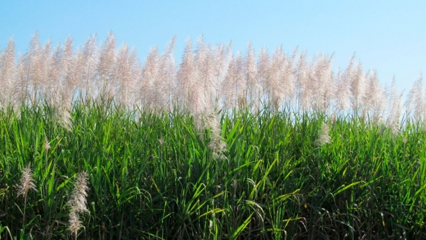 Inducción a la floración en caña de azúcar