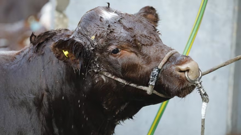 Remates: los créditos impulsan los negocios ganaderos y en la Rural se palpita un partido por los precios