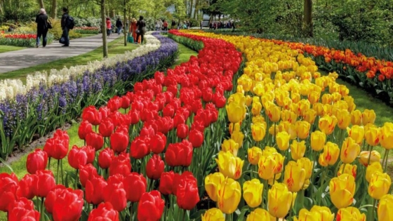 Rojas celebra el Día de la Primavera en la plaza con feriantes y artistas en vivo