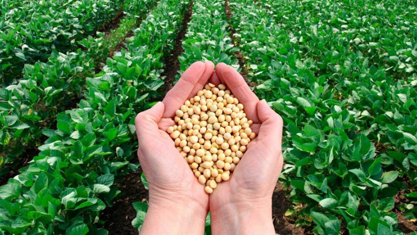 Restaurar el vínculo roto de la agricultura con la nutrición. Esa es la solución al hambre oculta de la India