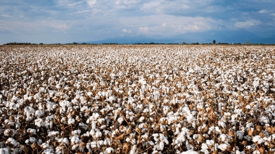 El algodón, por la ruta de la mejora genética: cuáles son las nuevas variedades en las que trabaja el INTA