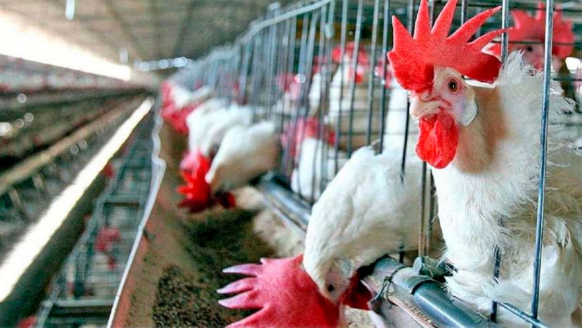 El agro ruso recupera peso estratégico a nivel mundial 