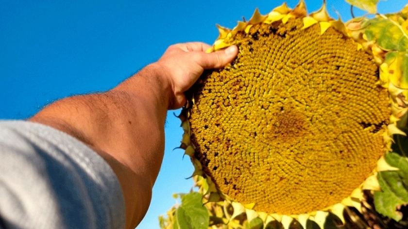 Lanzan híbrido de girasol con genes de resistencia a herbicidas