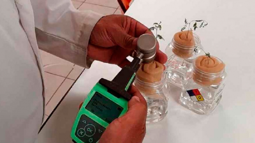 Científico mexicano propone al mezquite para limpiar suelos contaminados con metales pesados y ser alimento de ganado