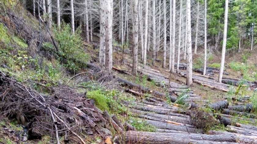 Bosques realizó una nueva subasta de madera y vendió por más de 2 millones de pesos