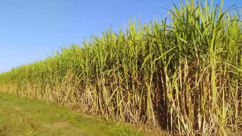 Expertos en tecnología de la caña de azúcar se reúnen en Salta