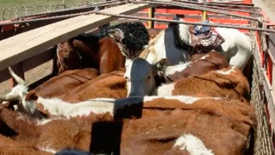 Sebastián Cunzolo, del INTA, aconseja cómo evitar los moretones y otras pérdidas en el transporte de ganado