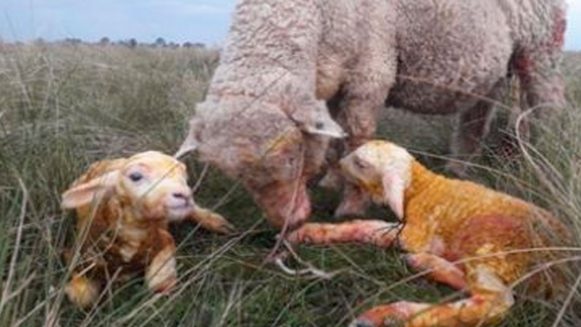 Productores que mantienen viva la pasión ovina