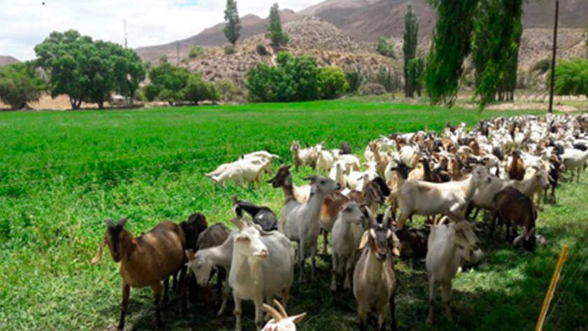 Con productos y escala, se consolidó la cuenca lechera caprina del Noreste cordobés