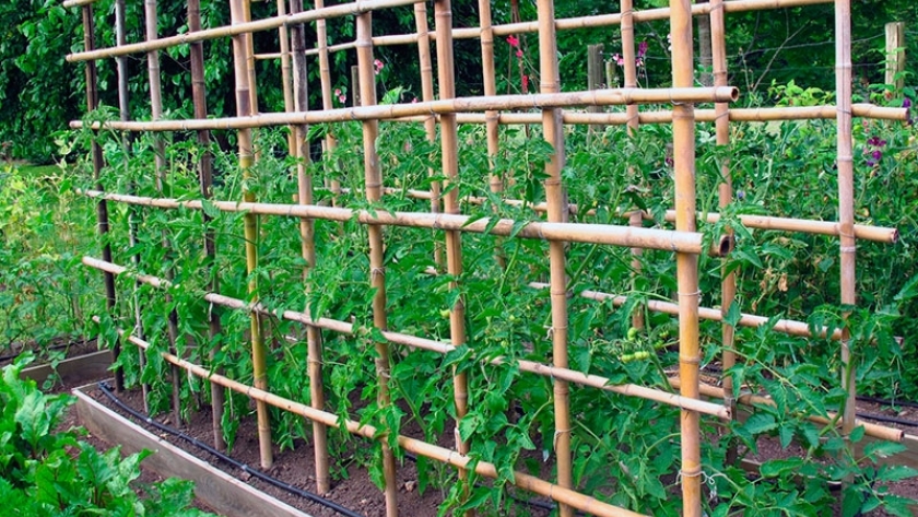 Cómo conducir los tomates de tu huerta de la forma más eficiente