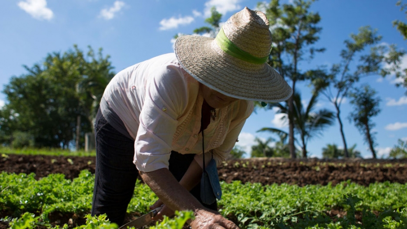 Políticas de fomento a la agricultura sustentable son positivas: Sader