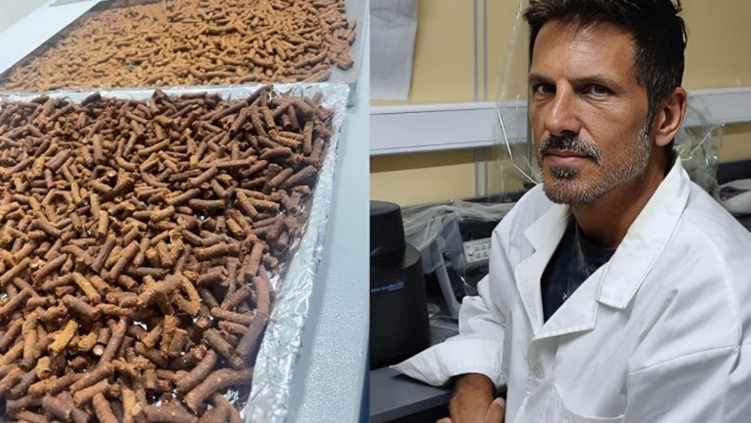 De descarte a recurso estratégico: desarrollan en Chubut pellets nutricionales a partir de cabezas de langostino