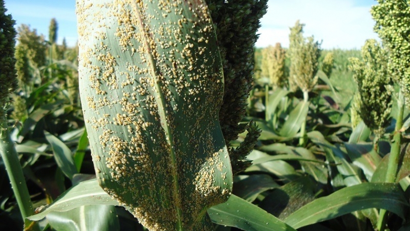INTA y Senasa, juntos contra el pulgón amarillo en sorgo