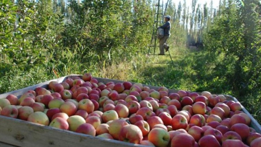 El consumo de frutas y verduras, un buen 