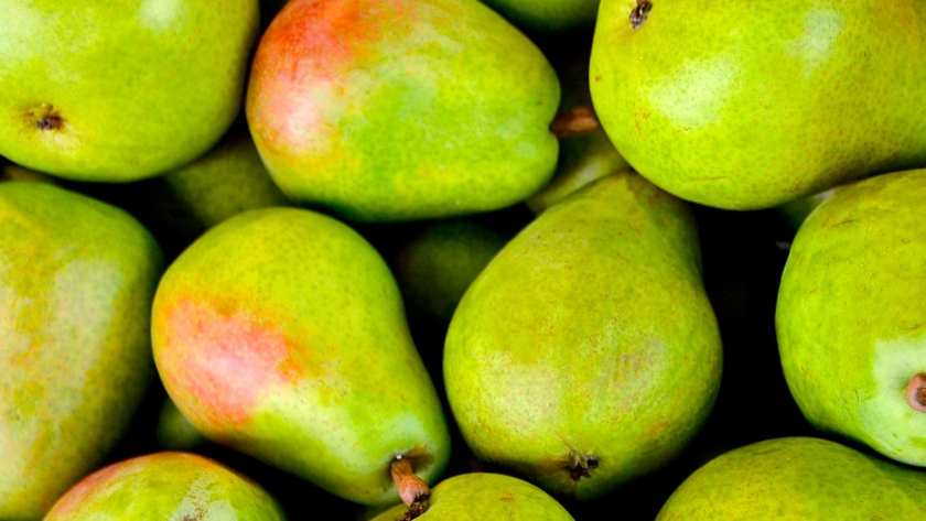 Detectan disminución de larvas en peras y manzanas de la Patagonia