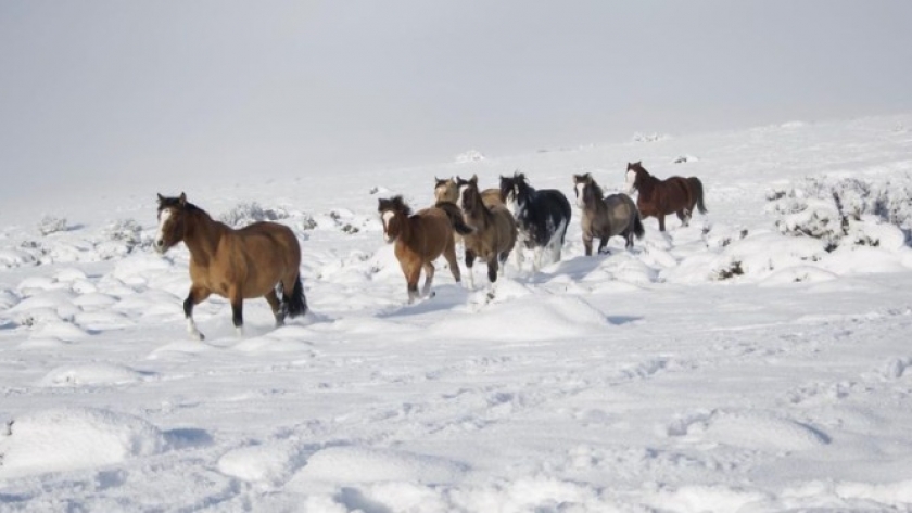 Sin pensar en el rédito económico sino en su amor por los caballos, Cecilia Fernández Gotti y su familia fundaron “Entre Amigo”, una de las cabañas de Criollos más australes del país