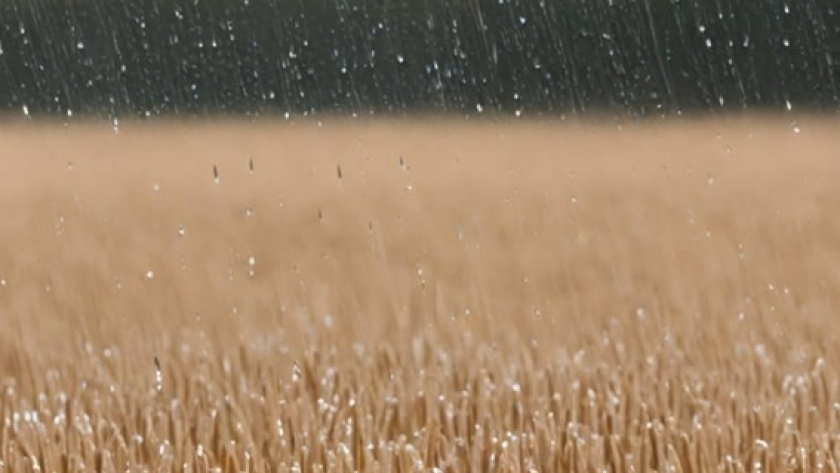 Las lluvias en Zona Núcleo trajeron alivio al trigo