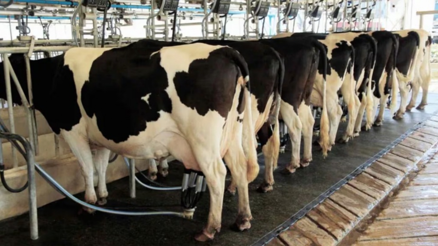 La producción de leche creció, pero los tambos chicos siguen con números rojos
