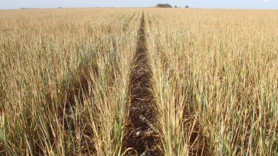 Trigo y sequía: contrastes climáticos marcan el inicio de la campaña 2025/26