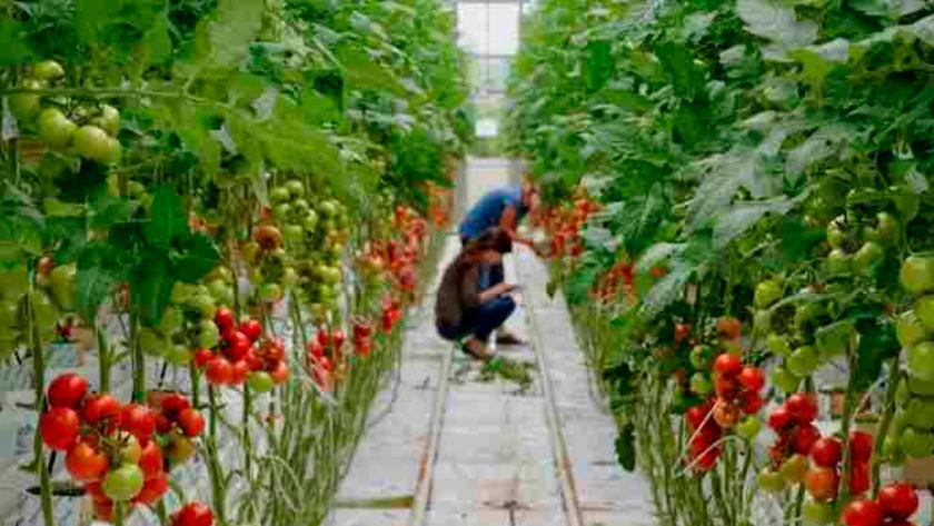 El tomate editado genéticamente llega a la agricultura urbana y granjas verticales
