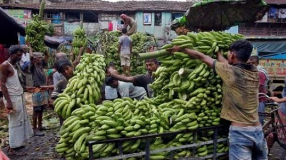 Rusia se vuelca a la India para importar Bananas tras disputa con Ecuador