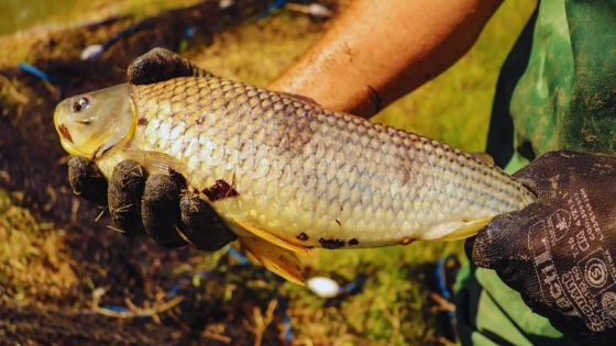 Boga en sistemas intensivos: una apuesta productiva para la acuicultura argentina
