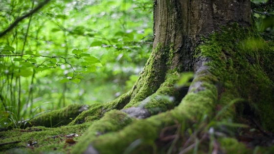 Ecosistemas en riesgo: el límite de los sumideros de carbono frente al cambio climático