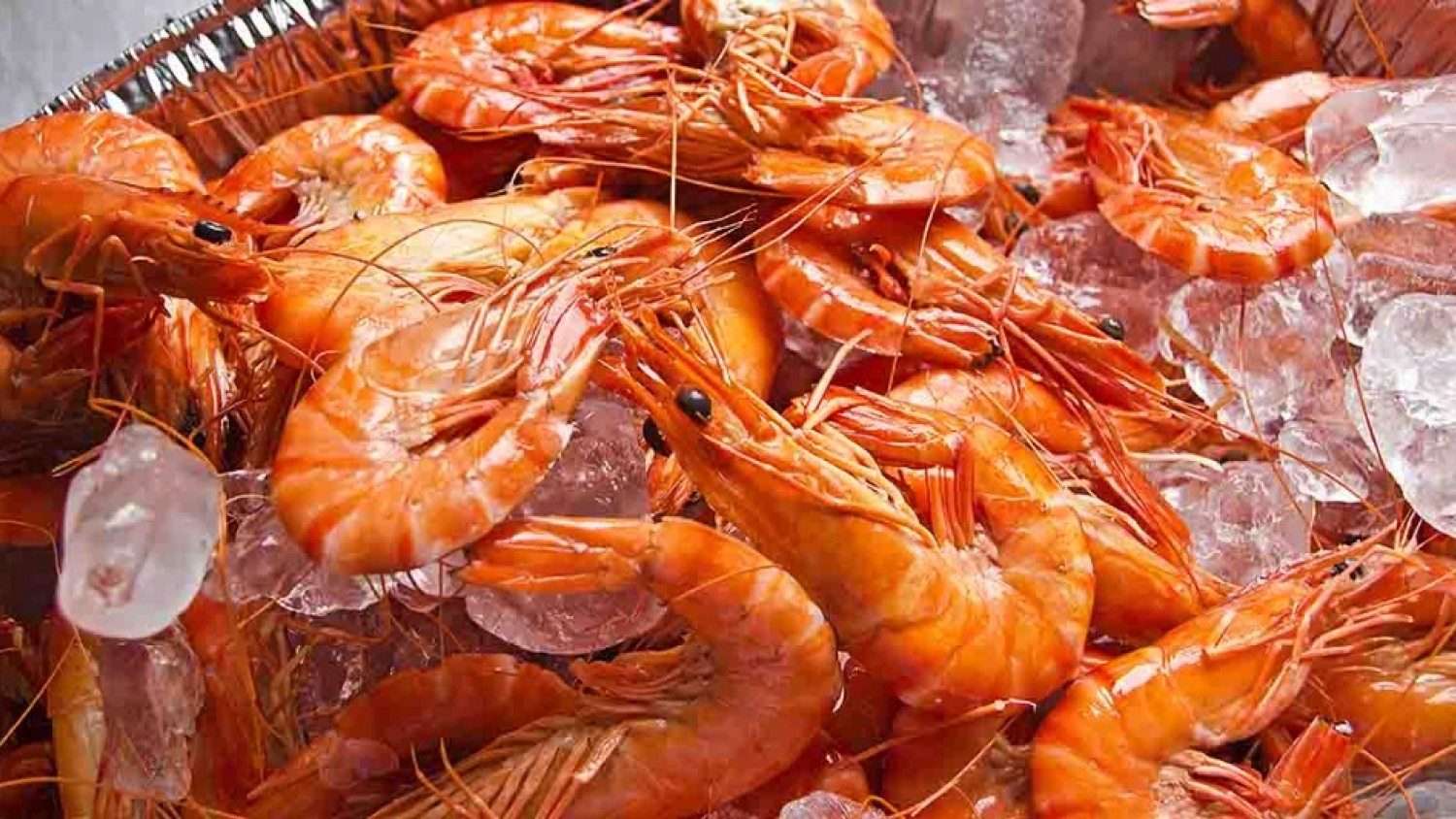 Estrella Patagónica inició el proceso para certificar con el estándar MSC la pesquería de langostino costero en Chubut