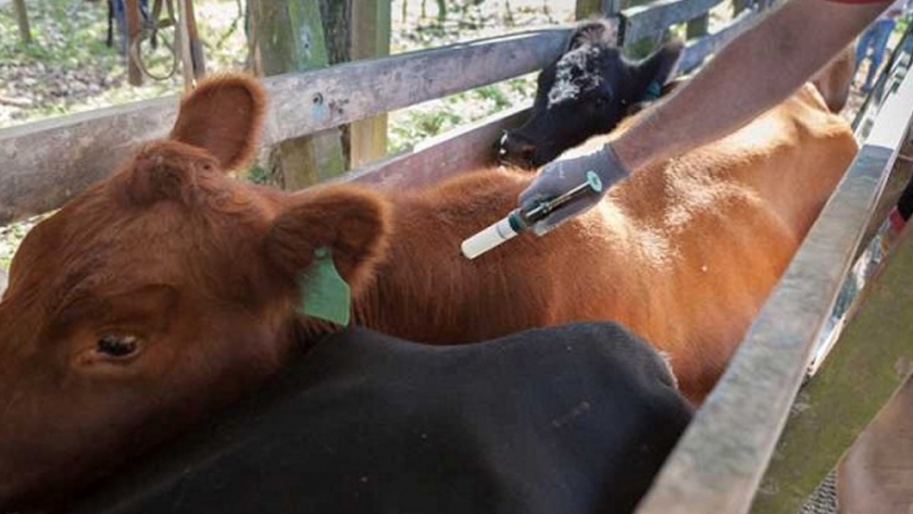 Basterra cerró el 9° Congreso Nacional de Entes y Fundaciones de Lucha Sanitaria Animal