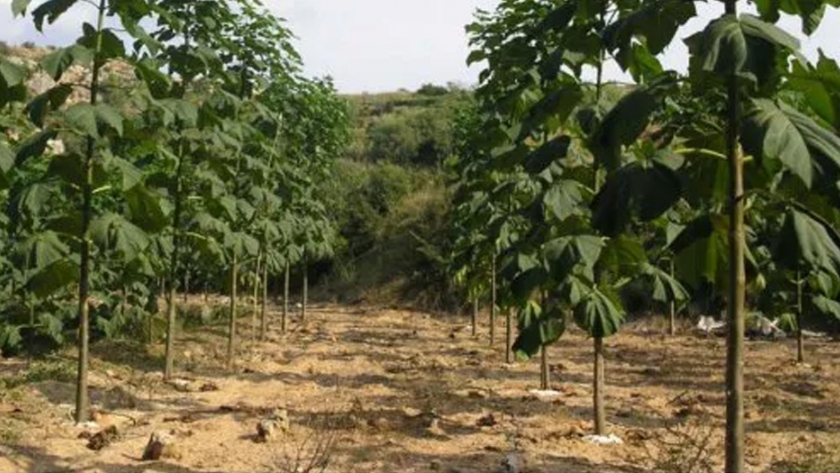 El COFEMA declaró de interés federal ambiental al Plan Forestal "Más árboles, más vida"
