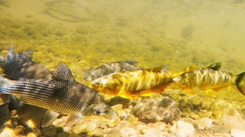 Estudian los efectos de la protección en especies como dorado, sábalo y boga
