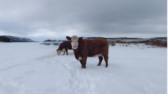 Sugerencias del Senasa para mejorar el bienestar animales en invierno