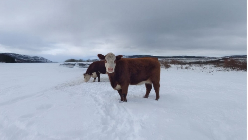 Sugerencias del Senasa para mejorar el bienestar animales en invierno