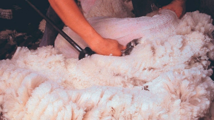 Utilizan lana de oveja como aislante térmico para viviendas
