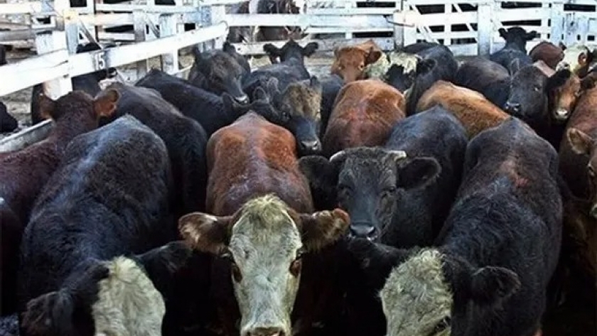 China compra menos carne, pero la faena de vacas se mantiene alta e impacta en los precios