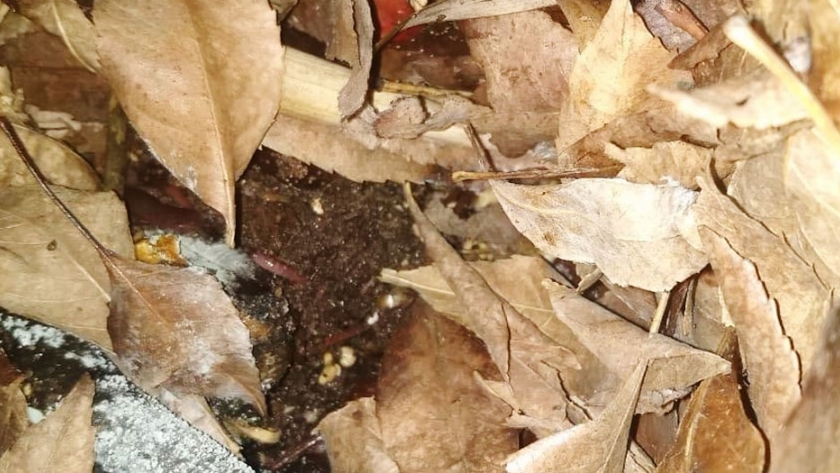 El manejo del Lombricompostaje en Invierno