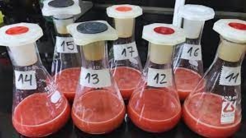 Elaboran aditivos antioxidantes, a partir de un subproducto bovino