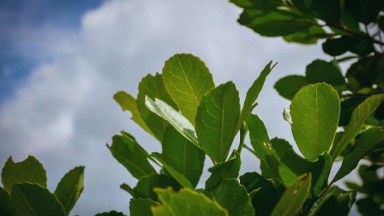 INTA crea nuevas variedades de yerba mate