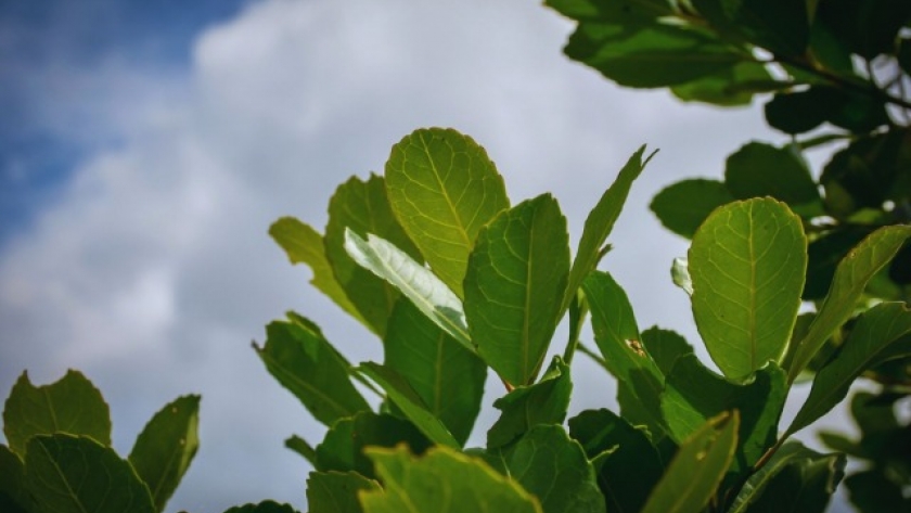 INTA crea nuevas variedades de yerba mate