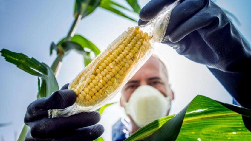 Locos por la genética: el camino para llegar al mejor híbrido de maíz