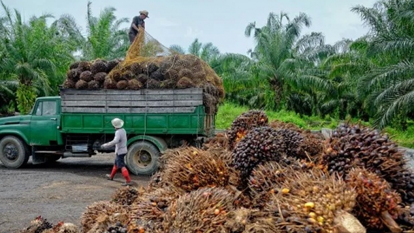 Clave para Argentina: Indonesia frena la exportación de aceite de palma y le pone presión al mercado de aceites vegetales