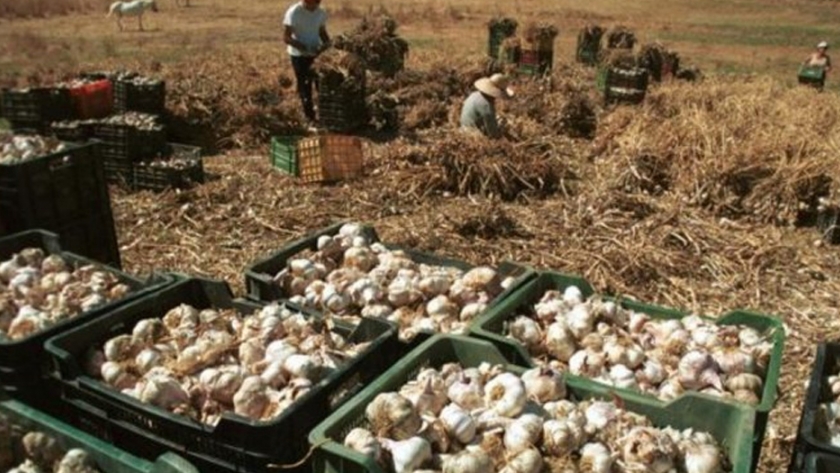 Reinventa: son más de 5.000 los mendocinos dispuestos a trabajar en tareas agrícolas