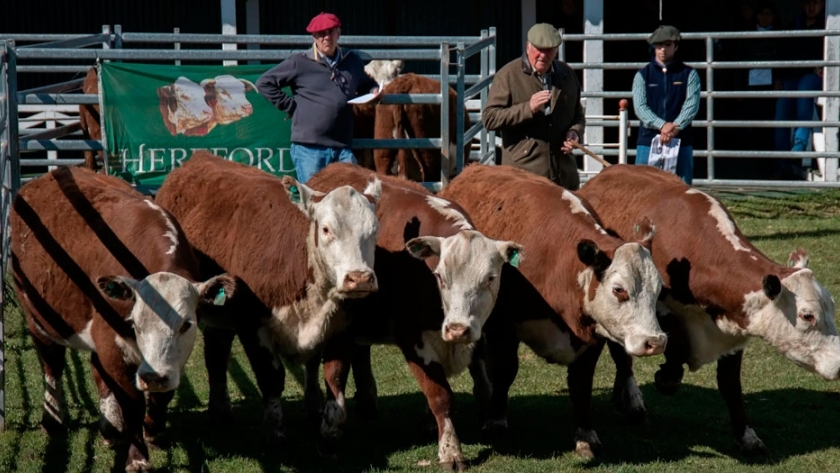 Tierra del Fuego fue sede de la 5º Expo, Jura y Remate de la raza Hereford