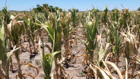 Región Núcleo: Se perdió el 40% del maíz temprano y ya se proyectan escenarios para el tardío