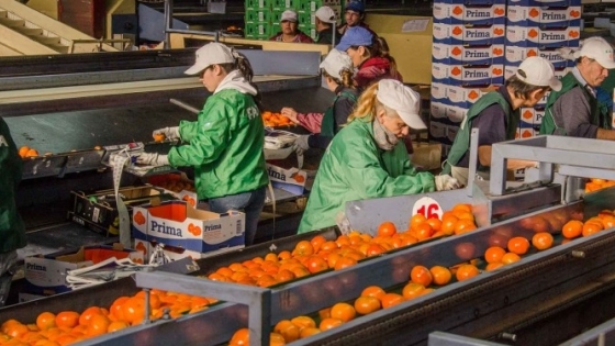 Caen fuerte las exportaciones de cítricos dulces desde Argentina: Por la falta de fruta, la empresa Fama no puede hacer frente a la demanda de sus clientes
