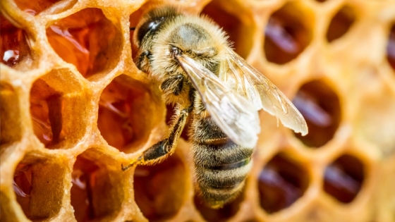 Abejas inteligentes: la clave para una agricultura sostenible