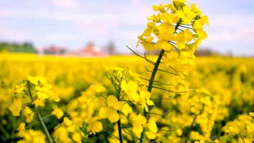Aceite de colza, la principal fuente de materia prima para el biodiesel europeo